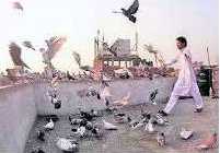 Image result for pigeons in delhi
