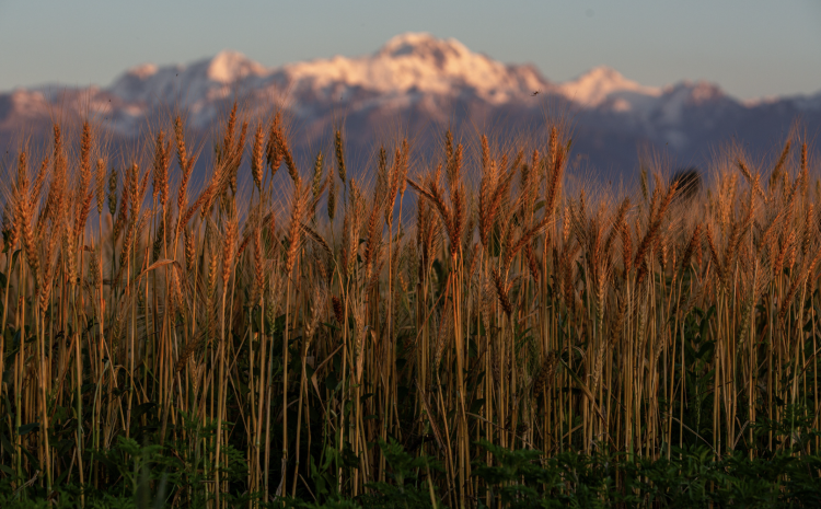 Kazakhstan rolls out 2029 action plan to strengthen agricultural cooperatives