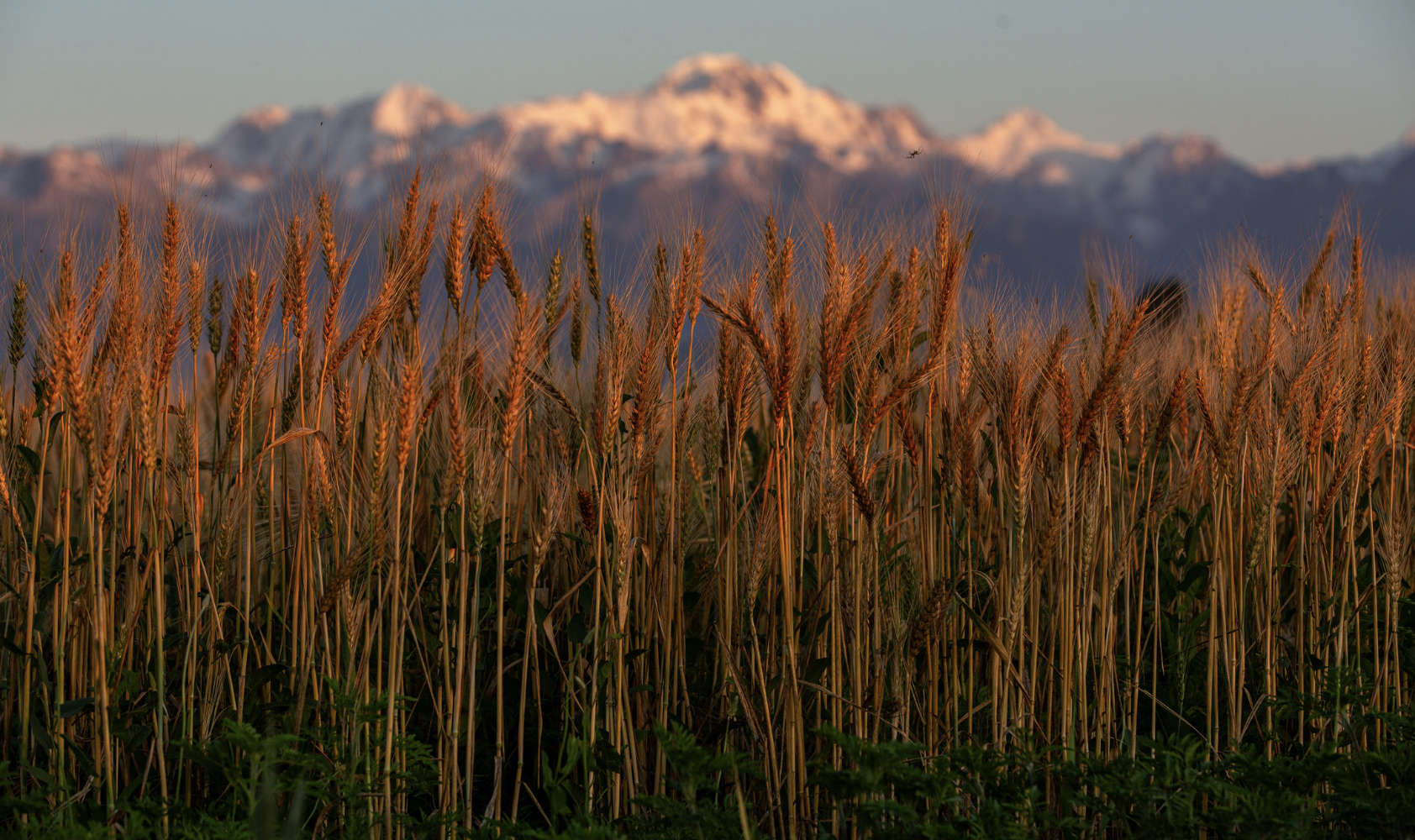 Kazakhstan rolls out 2029 action plan to strengthen agricultural cooperatives