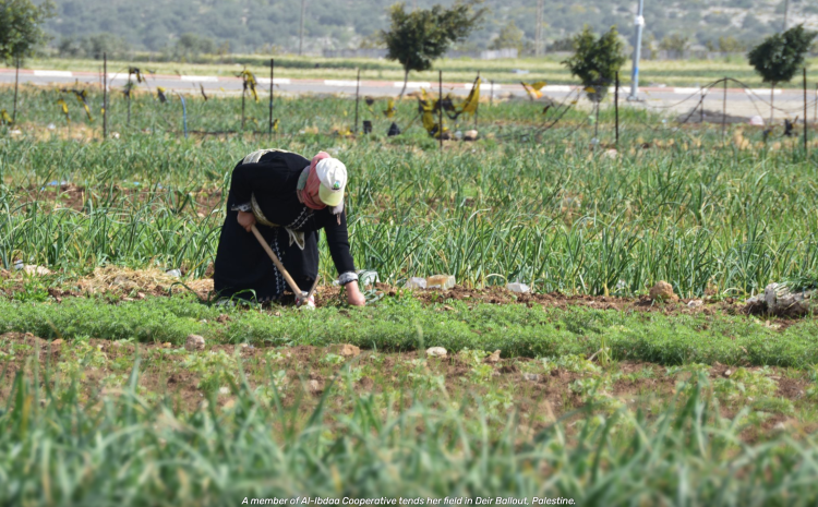 Harvesting Hope: Palestinian Cooperatives Stand Strong in Times of Crisis