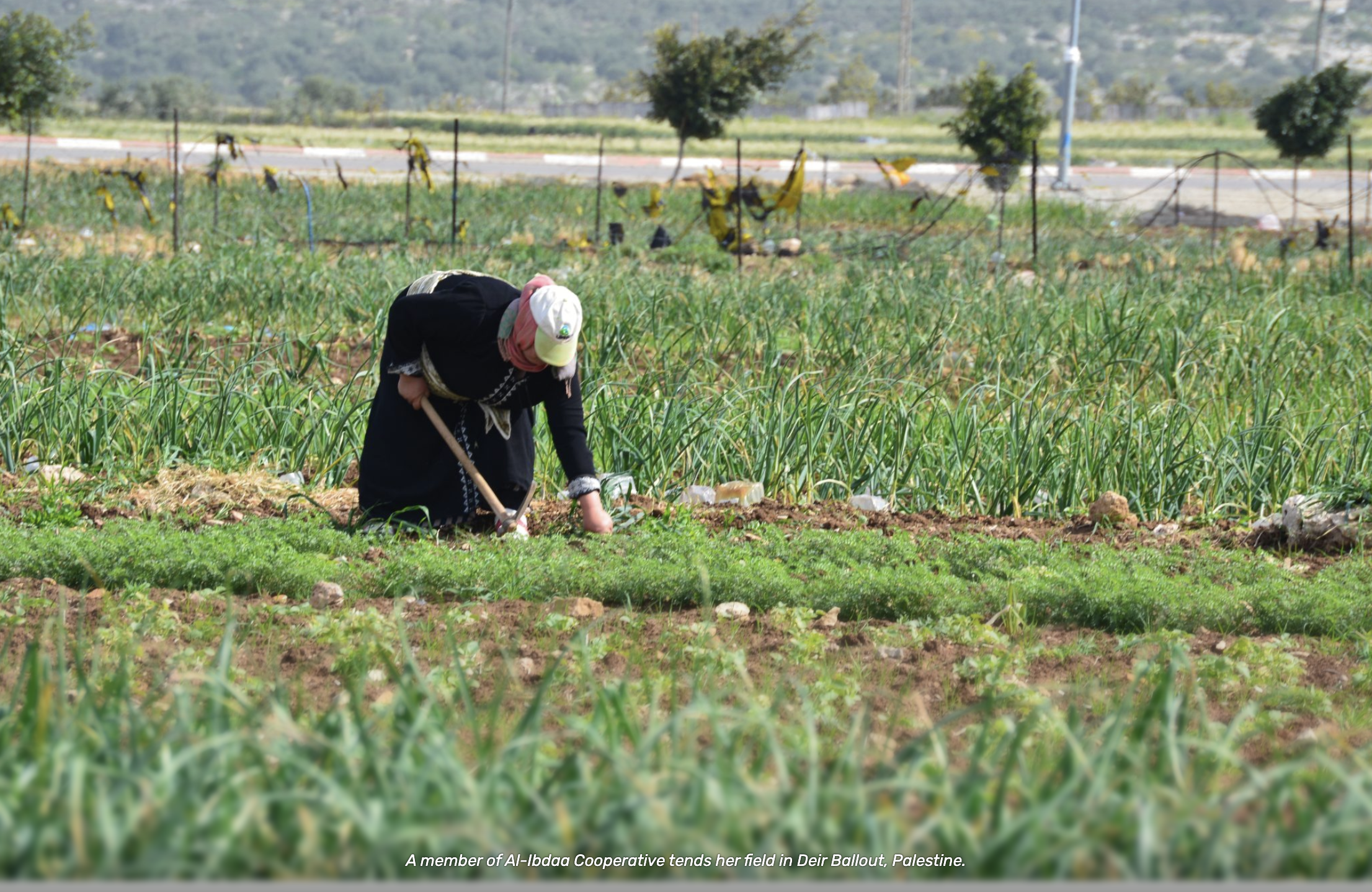 Harvesting Hope: Palestinian Cooperatives Stand Strong in Times of Crisis